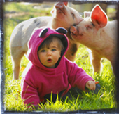 3 little pigs